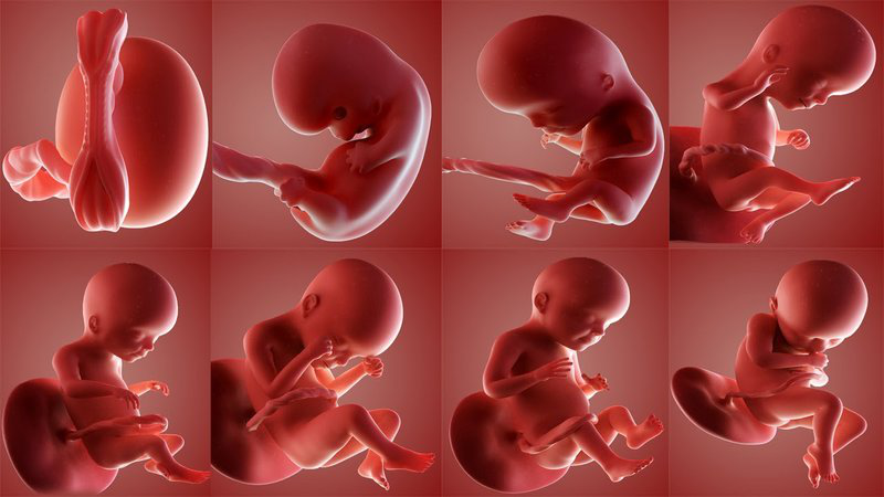 Phôi thai là gì? Cách hình thành của phôi thai
