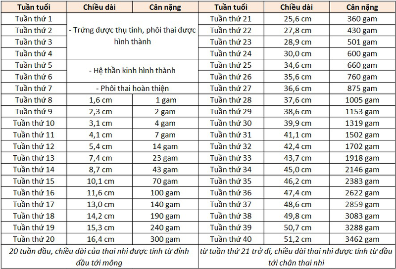 Thai 17 tuần nặng bao nhiêu cân?